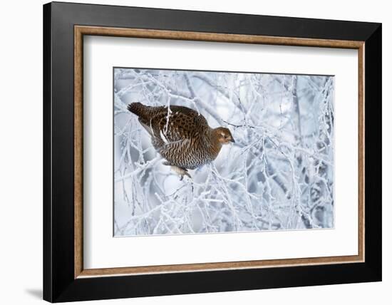 Female Black Grouse (Tetrao - Lyrurus Tetrix) Perched in Tree Covered in Snow-Markus Varesvuo-Framed Photographic Print