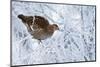 Female Black Grouse (Tetrao - Lyrurus Tetrix) Perched in Tree Covered in Snow-Markus Varesvuo-Mounted Photographic Print