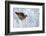 Female Black Grouse (Tetrao - Lyrurus Tetrix) Perched in Tree Covered in Snow-Markus Varesvuo-Framed Photographic Print