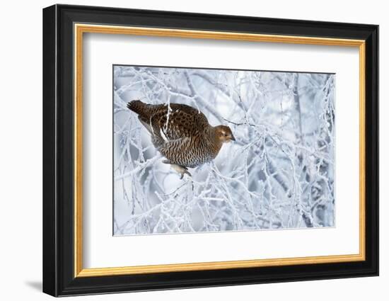 Female Black Grouse (Tetrao - Lyrurus Tetrix) Perched in Tree Covered in Snow-Markus Varesvuo-Framed Photographic Print