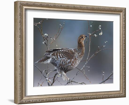 Female Black Grouse (Tetrao - Lyrurus Tetrix) Perched in Willow Feeding, Utajarvi, Finland, May-Markus Varesvuo-Framed Photographic Print