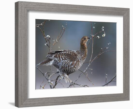 Female Black Grouse (Tetrao - Lyrurus Tetrix) Perched in Willow Feeding, Utajarvi, Finland, May-Markus Varesvuo-Framed Photographic Print