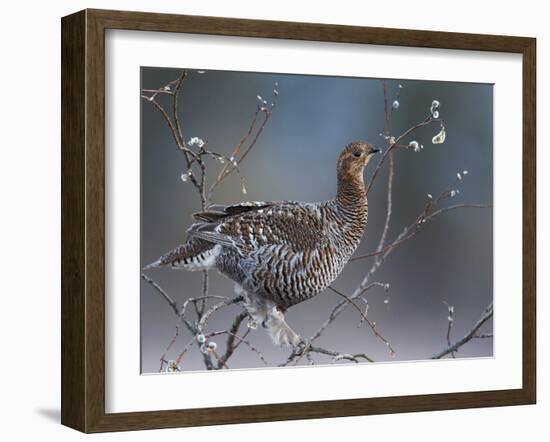 Female Black Grouse (Tetrao - Lyrurus Tetrix) Perched in Willow Feeding, Utajarvi, Finland, May-Markus Varesvuo-Framed Photographic Print