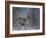 Female Black Grouse (Tetrao - Lyrurus Tetrix) Perched in Willow Feeding, Utajarvi, Finland, May-Markus Varesvuo-Framed Photographic Print