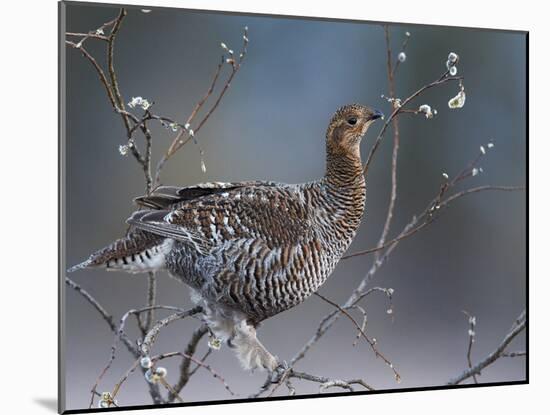 Female Black Grouse (Tetrao - Lyrurus Tetrix) Perched in Willow Feeding, Utajarvi, Finland, May-Markus Varesvuo-Mounted Photographic Print