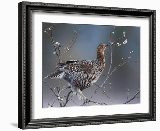 Female Black Grouse (Tetrao - Lyrurus Tetrix) Perched in Willow Feeding, Utajarvi, Finland, May-Markus Varesvuo-Framed Photographic Print