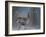 Female Black Grouse (Tetrao - Lyrurus Tetrix) Perched in Willow Feeding, Utajarvi, Finland, May-Markus Varesvuo-Framed Photographic Print