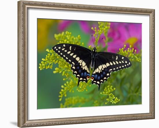 Female Black Swallowtail Butterfly on Colorful Flowers-Darrell Gulin-Framed Photographic Print