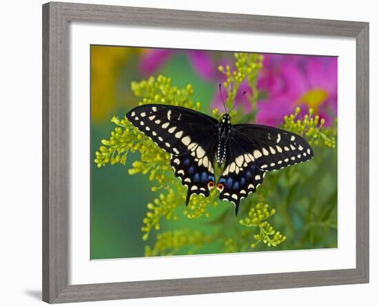 Female Black Swallowtail Butterfly on Colorful Flowers-Darrell Gulin-Framed Photographic Print