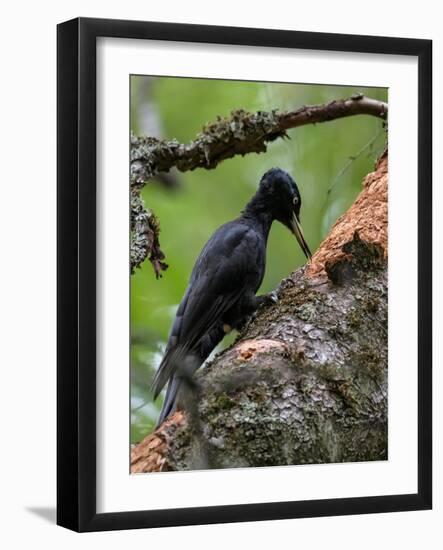 Female Black woodpecker pecking at tree trunk, Finland-Jussi Murtosaari-Framed Photographic Print