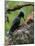 Female Black woodpecker pecking at tree trunk, Finland-Jussi Murtosaari-Mounted Photographic Print