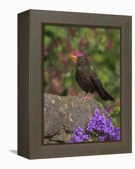 Female Blackbird (Turdus Merula), on Garden Wall in Early Summer, United Kingdom-Steve & Ann Toon-Framed Premier Image Canvas