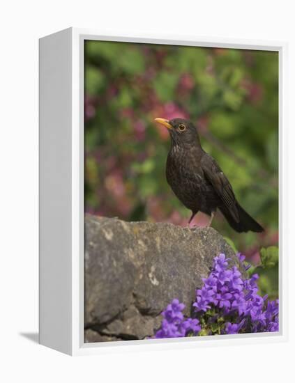 Female Blackbird (Turdus Merula), on Garden Wall in Early Summer, United Kingdom-Steve & Ann Toon-Framed Premier Image Canvas