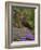 Female Blackbird (Turdus Merula), on Garden Wall in Early Summer, United Kingdom-Steve & Ann Toon-Framed Photographic Print