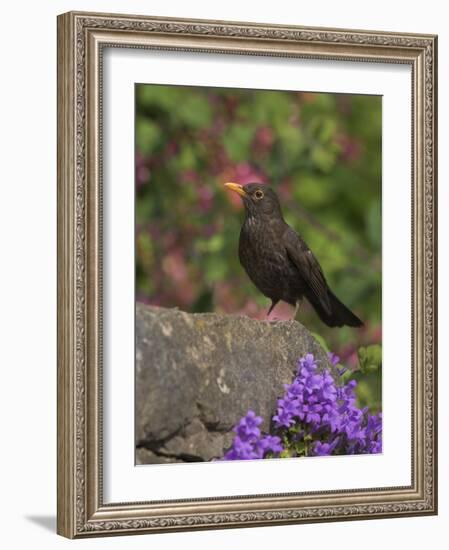 Female Blackbird (Turdus Merula), on Garden Wall in Early Summer, United Kingdom-Steve & Ann Toon-Framed Photographic Print