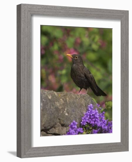 Female Blackbird (Turdus Merula), on Garden Wall in Early Summer, United Kingdom-Steve & Ann Toon-Framed Photographic Print