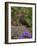 Female Blackbird (Turdus Merula), on Garden Wall in Early Summer, United Kingdom-Steve & Ann Toon-Framed Photographic Print