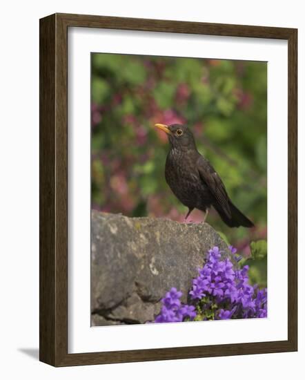 Female Blackbird (Turdus Merula), on Garden Wall in Early Summer, United Kingdom-Steve & Ann Toon-Framed Photographic Print