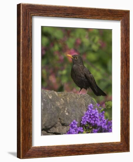 Female Blackbird (Turdus Merula), on Garden Wall in Early Summer, United Kingdom-Steve & Ann Toon-Framed Photographic Print