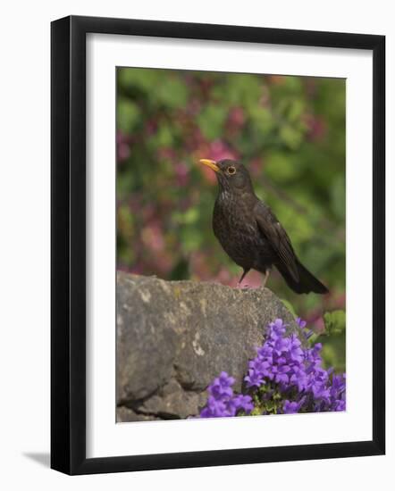 Female Blackbird (Turdus Merula), on Garden Wall in Early Summer, United Kingdom-Steve & Ann Toon-Framed Photographic Print