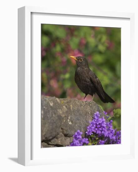 Female Blackbird (Turdus Merula), on Garden Wall in Early Summer, United Kingdom-Steve & Ann Toon-Framed Photographic Print