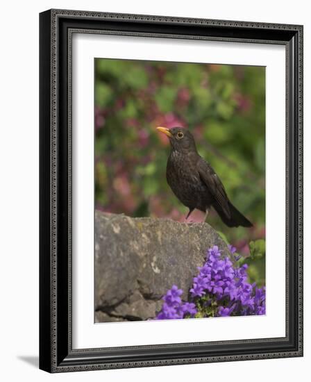 Female Blackbird (Turdus Merula), on Garden Wall in Early Summer, United Kingdom-Steve & Ann Toon-Framed Photographic Print