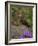 Female Blackbird (Turdus Merula), on Garden Wall in Early Summer, United Kingdom-Steve & Ann Toon-Framed Photographic Print