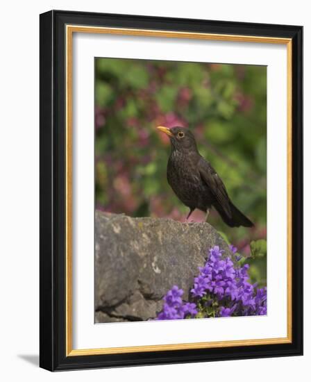 Female Blackbird (Turdus Merula), on Garden Wall in Early Summer, United Kingdom-Steve & Ann Toon-Framed Photographic Print