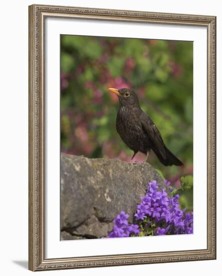 Female Blackbird (Turdus Merula), on Garden Wall in Early Summer, United Kingdom-Steve & Ann Toon-Framed Photographic Print