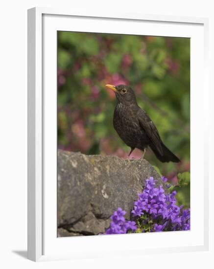 Female Blackbird (Turdus Merula), on Garden Wall in Early Summer, United Kingdom-Steve & Ann Toon-Framed Photographic Print