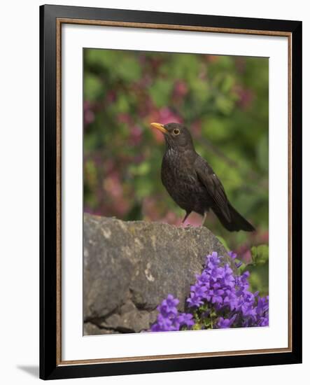 Female Blackbird (Turdus Merula), on Garden Wall in Early Summer, United Kingdom-Steve & Ann Toon-Framed Photographic Print