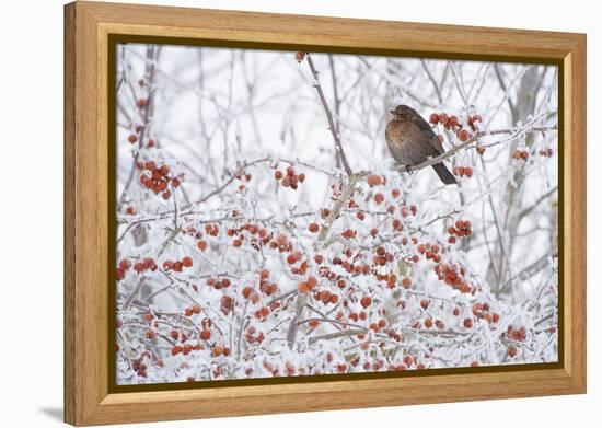 Female Blackbird (Turdus Merula) Perched in Crab Apple Tree in Winter, Scotland, UK, December 2010-Mark Hamblin-Framed Premier Image Canvas