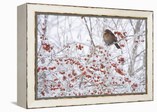 Female Blackbird (Turdus Merula) Perched in Crab Apple Tree in Winter, Scotland, UK, December 2010-Mark Hamblin-Framed Premier Image Canvas