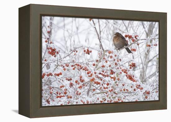 Female Blackbird (Turdus Merula) Perched in Crab Apple Tree in Winter, Scotland, UK, December 2010-Mark Hamblin-Framed Premier Image Canvas