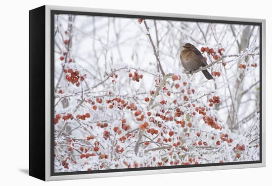 Female Blackbird (Turdus Merula) Perched in Crab Apple Tree in Winter, Scotland, UK, December 2010-Mark Hamblin-Framed Premier Image Canvas