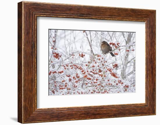 Female Blackbird (Turdus Merula) Perched in Crab Apple Tree in Winter, Scotland, UK, December 2010-Mark Hamblin-Framed Photographic Print