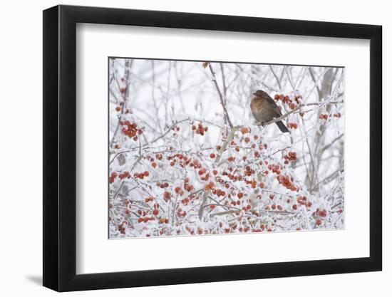 Female Blackbird (Turdus Merula) Perched in Crab Apple Tree in Winter, Scotland, UK, December 2010-Mark Hamblin-Framed Photographic Print