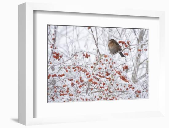 Female Blackbird (Turdus Merula) Perched in Crab Apple Tree in Winter, Scotland, UK, December 2010-Mark Hamblin-Framed Photographic Print