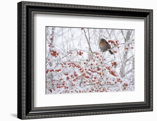 Female Blackbird (Turdus Merula) Perched in Crab Apple Tree in Winter, Scotland, UK, December 2010-Mark Hamblin-Framed Photographic Print