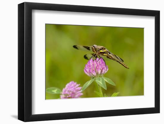 Female Blue Dasher dragonfly on clover, Kentucky-Adam Jones-Framed Photographic Print