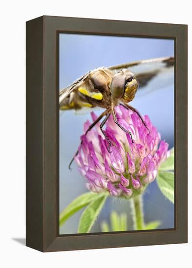 Female Blue Dasher Dragonfly on Clover, Pachydiplax Longipennis, Kentucky-Adam Jones-Framed Premier Image Canvas