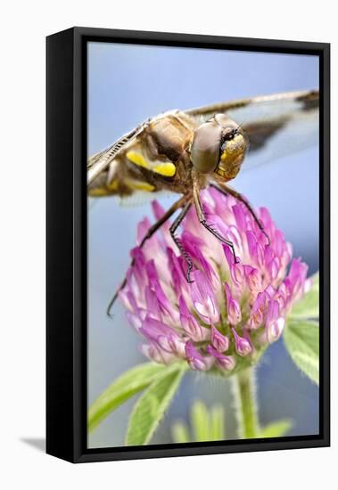 Female Blue Dasher Dragonfly on Clover, Pachydiplax Longipennis, Kentucky-Adam Jones-Framed Premier Image Canvas