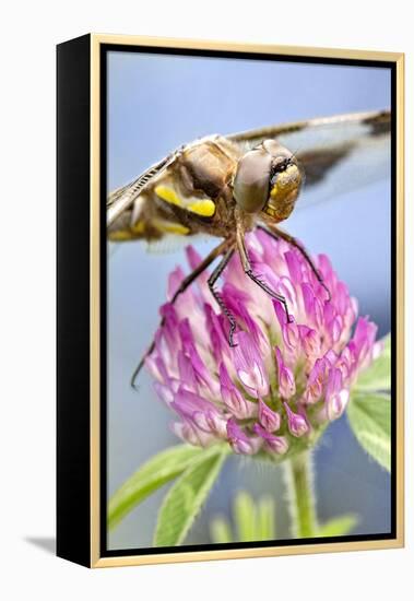 Female Blue Dasher Dragonfly on Clover, Pachydiplax Longipennis, Kentucky-Adam Jones-Framed Premier Image Canvas