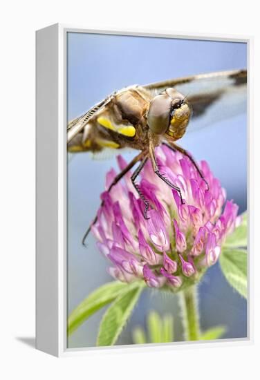 Female Blue Dasher Dragonfly on Clover, Pachydiplax Longipennis, Kentucky-Adam Jones-Framed Premier Image Canvas