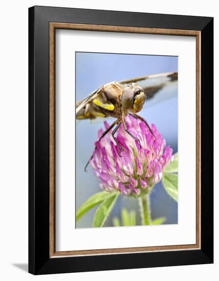 Female Blue Dasher Dragonfly on Clover, Pachydiplax Longipennis, Kentucky-Adam Jones-Framed Photographic Print