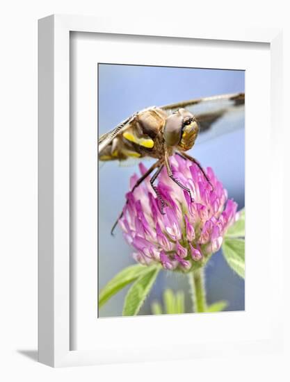 Female Blue Dasher Dragonfly on Clover, Pachydiplax Longipennis, Kentucky-Adam Jones-Framed Photographic Print