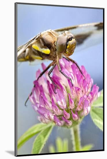 Female Blue Dasher Dragonfly on Clover, Pachydiplax Longipennis, Kentucky-Adam Jones-Mounted Photographic Print