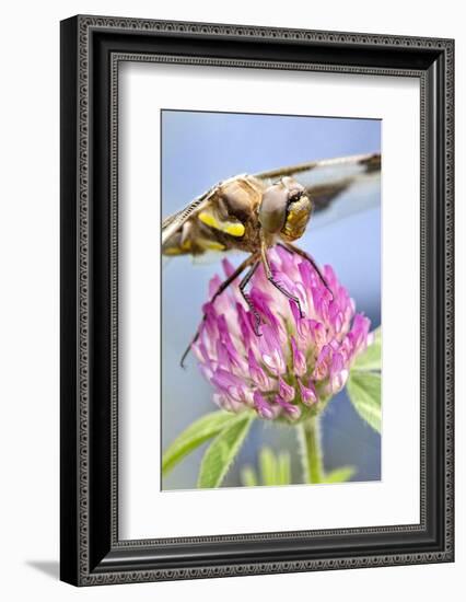 Female Blue Dasher Dragonfly on Clover, Pachydiplax Longipennis, Kentucky-Adam Jones-Framed Photographic Print