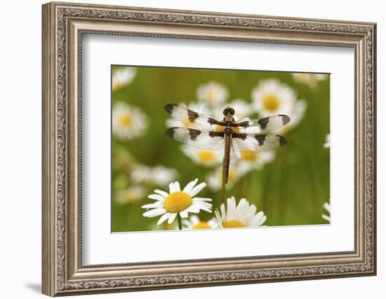 Female Blue Dasher Dragonfly on Daisy, Pachydiplax Longipennis, Kentucky-Adam Jones-Framed Photographic Print