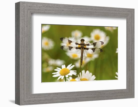 Female Blue Dasher Dragonfly on Daisy, Pachydiplax Longipennis, Kentucky-Adam Jones-Framed Photographic Print